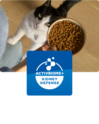 İçinde kedi maması olan bir kaba bakan bir kedi